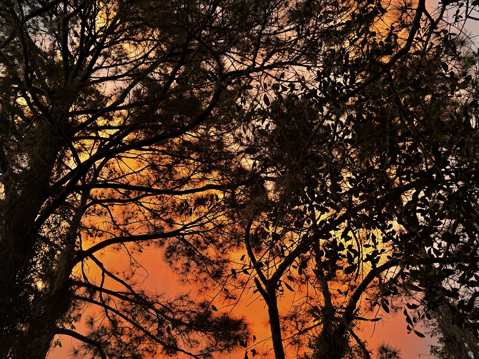 Orange and peach sunset glowing through the silhouettes of leafy trees